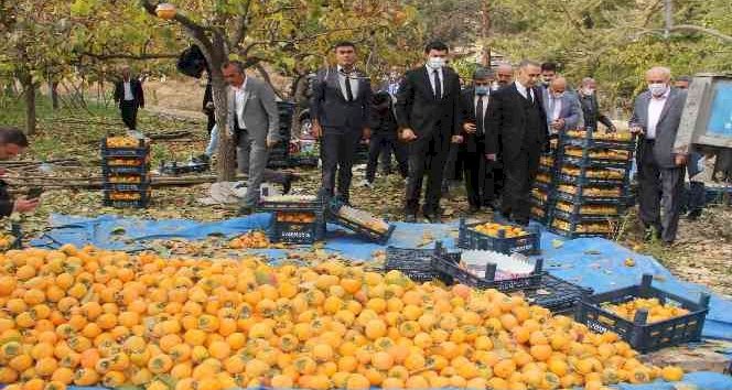 Gölbaşı'nda hurma hasadı başladı