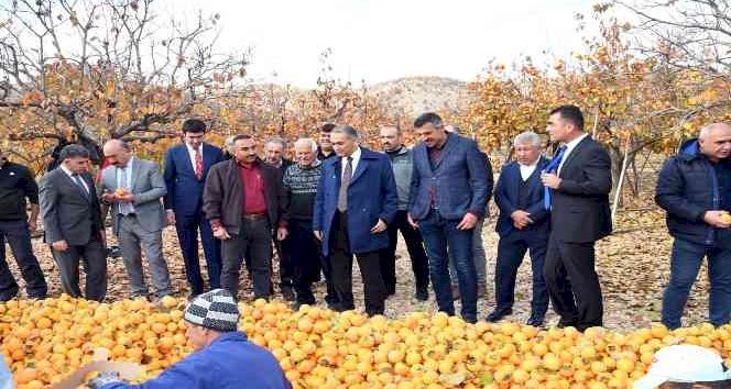 Cennet Hurması' hasadı başladı