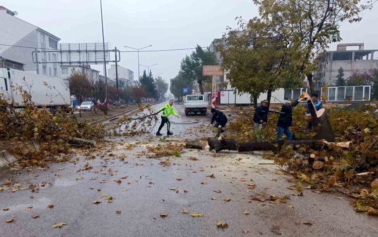 Rüzgar nedeniyle devrilmek üzere olan ağaç korkuttu