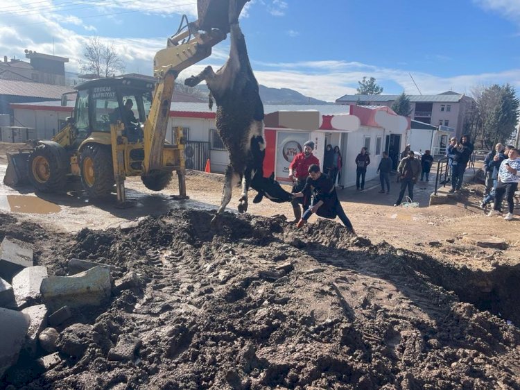 Banka müdürünün tayininin çıkması kurban kestirdi