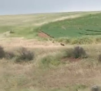 Adıyaman’da ayı görüldü