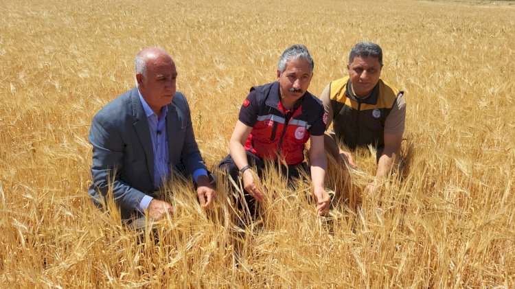 Adıyaman’da ilk hububat hasadı arpa ile başladı