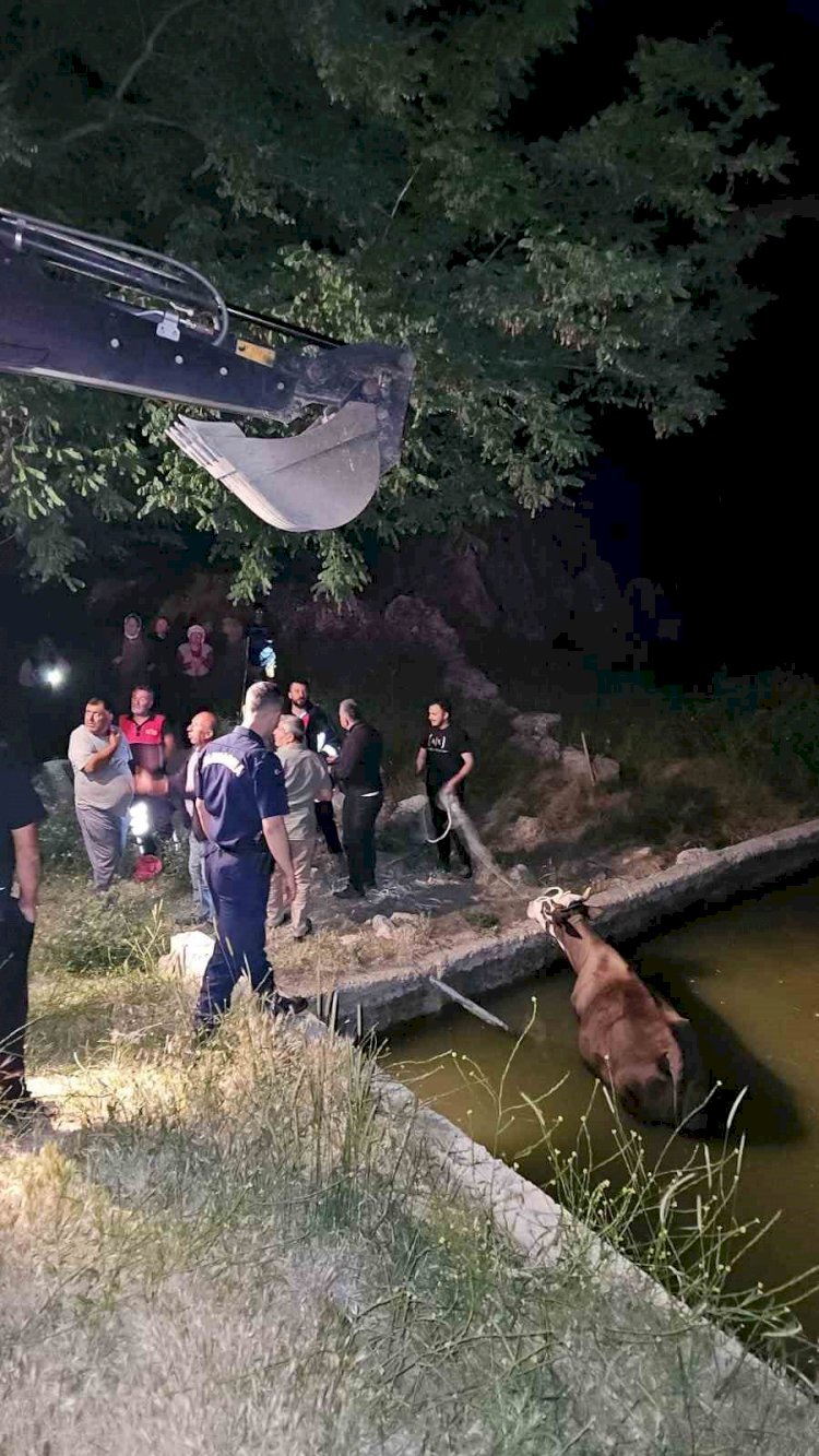 Adıyaman’da havuza düşen inek kurtarıldı